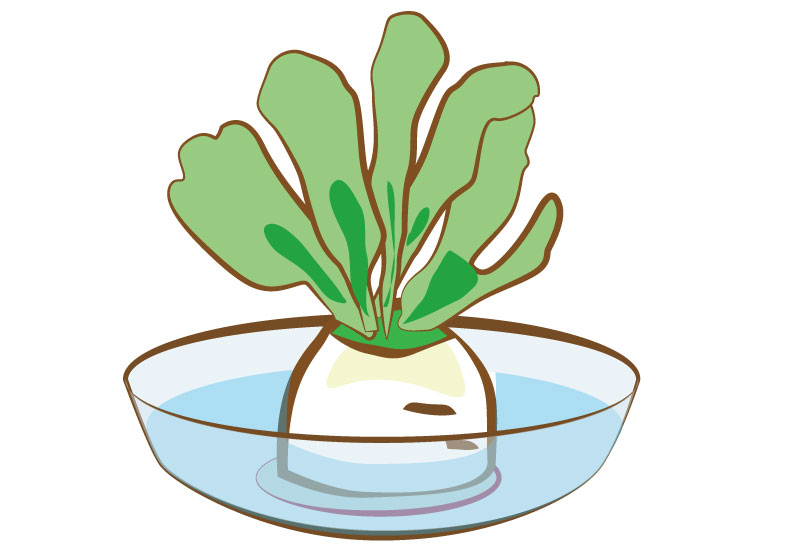 植物の成⻑促進